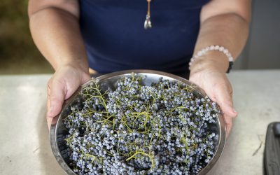 Herbal Traditions for Winter Wellness by Cindy Saylor