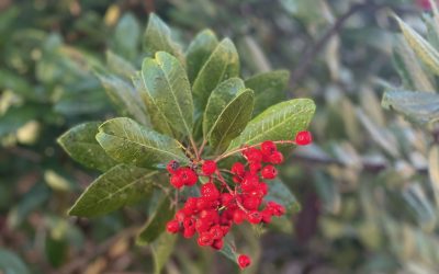 Pausing with Toyon by Cindy Saylor